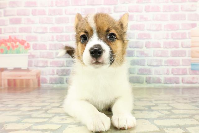 北海道のハーフ犬・ミックス犬 (Coo&RIKU北見店/2025年11月14日生まれ/女の子/ホワイトブラウン)の子犬の1枚目の画像