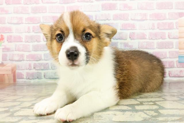 北海道のハーフ犬・ミックス犬 (Coo&RIKU北見店/2025年11月14日生まれ/女の子/ホワイトブラウン)の子犬の2枚目の画像