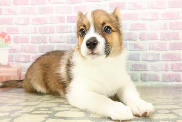 北海道のハーフ犬・ミックス犬 (Coo&RIKU北見店/2025年11月14日生まれ/女の子/ホワイトブラウン)の子犬の3枚目の画像