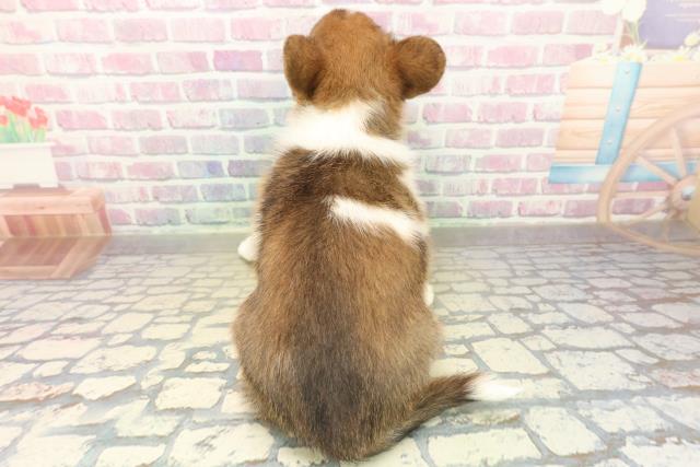 北海道のハーフ犬・ミックス犬 (Coo&RIKU北見店/2025年11月14日生まれ/女の子/ホワイトブラウン)の子犬の4枚目の画像