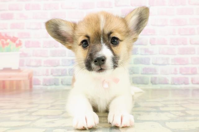 北海道のハーフ犬・ミックス犬 (Coo&RIKU札幌東店/2025年11月14日生まれ/女の子/ホワイトブラウン)の子犬の1枚目の画像