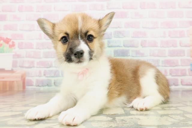 北海道のハーフ犬・ミックス犬 (Coo&RIKU札幌東店/2025年11月14日生まれ/女の子/ホワイトブラウン)の子犬の2枚目の画像