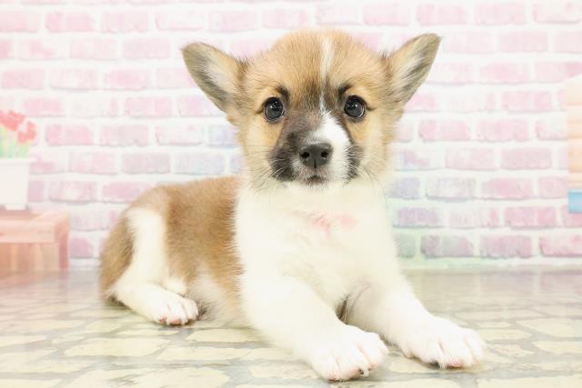 北海道のハーフ犬・ミックス犬 (Coo&RIKU札幌東店/2025年11月14日生まれ/女の子/ホワイトブラウン)の子犬の3枚目の画像