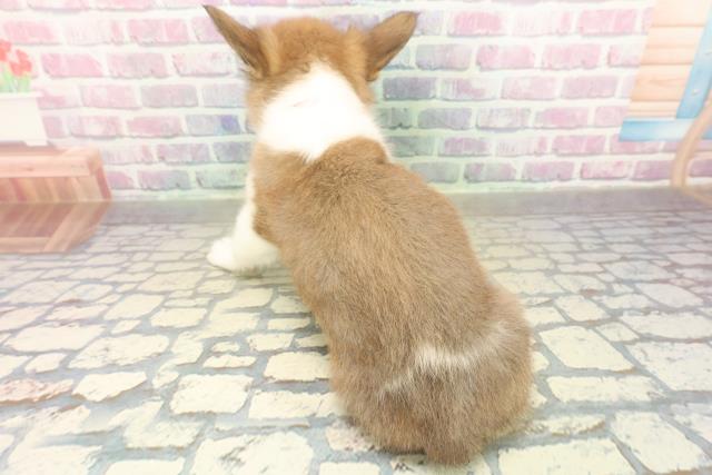 北海道のハーフ犬・ミックス犬 (Coo&RIKU札幌東店/2025年11月14日生まれ/女の子/ホワイトブラウン)の子犬の4枚目の画像