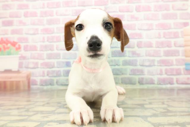千葉県のジャックラッセルテリア (Coo&RIKUアクロスモール新鎌ケ谷店/2025年11月6日生まれ/女の子/ホワイトタン)の子犬の1枚目の画像