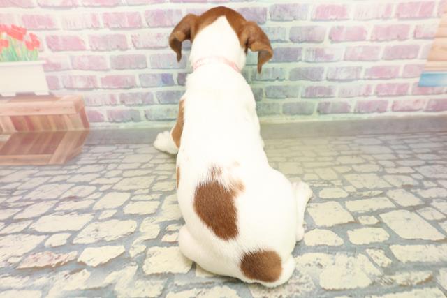 千葉県のジャックラッセルテリア (Coo&RIKUアクロスモール新鎌ケ谷店/2025年11月6日生まれ/女の子/ホワイトタン)の子犬の4枚目の画像