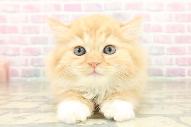 大阪府のラガマフィン (Coo&RIKU松原店/2025年11月14日生まれ/男の子/レッドタビーホワイト)の子猫