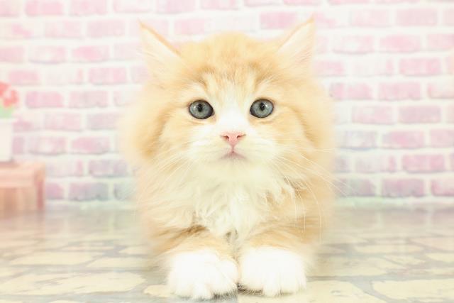 兵庫県のラガマフィン (Coo&RIKU明石店/2025年11月14日生まれ/男の子/レッドタビーホワイト)の子猫の1枚目の画像