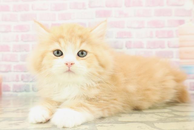 兵庫県のラガマフィン (Coo&RIKU明石店/2025年11月14日生まれ/男の子/レッドタビーホワイト)の子猫の2枚目の画像