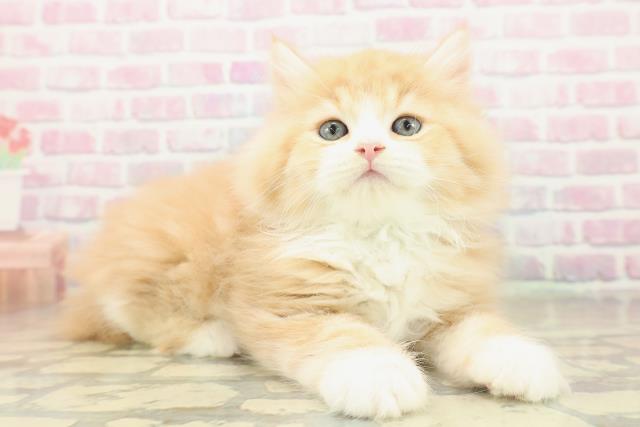 兵庫県のラガマフィン (Coo&RIKU明石店/2025年11月14日生まれ/男の子/レッドタビーホワイト)の子猫の3枚目の画像