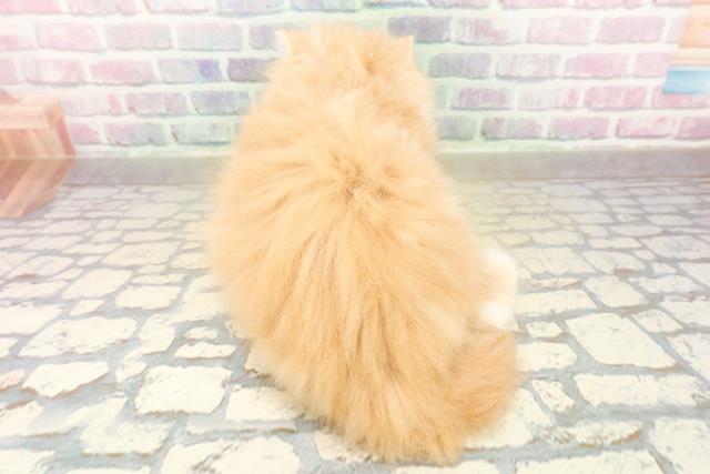 兵庫県のラガマフィン (Coo&RIKU明石店/2025年11月14日生まれ/男の子/レッドタビーホワイト)の子猫の4枚目の画像