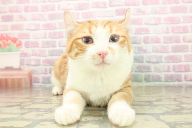 アメリカンカール