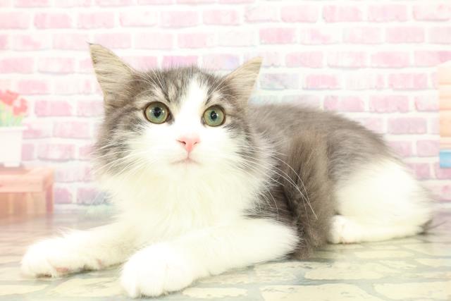 栃木県のノルウェージャンフォレストキャット (Coo&RIKU宇都宮店/2025年8月7日生まれ/男の子/ブルータビーホワイト)の子猫の2枚目の画像