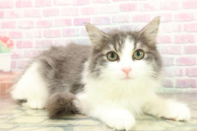 栃木県のノルウェージャンフォレストキャット (Coo&RIKU宇都宮店/2025年8月7日生まれ/男の子/ブルータビーホワイト)の子猫の3枚目の画像