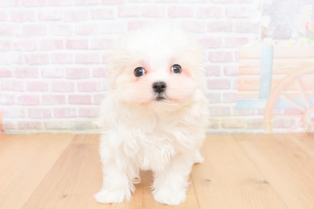 福島県のマルチーズ (Coo&RIKUいわき店/2025年11月10日生まれ/女の子/ホワイト)の子犬