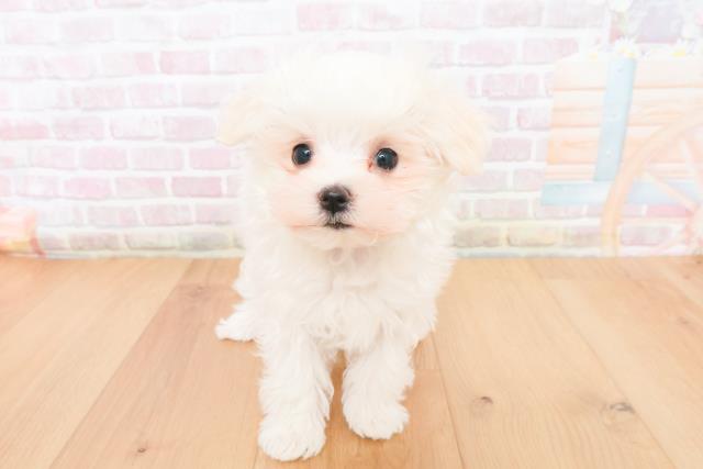 青森県のマルチーズ (Coo&RIKU青森店/2025年11月10日生まれ/女の子/ホワイト)の子犬の1枚目の画像