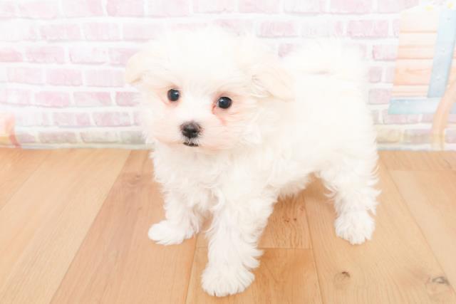 青森県のマルチーズ (Coo&RIKU青森店/2025年11月10日生まれ/女の子/ホワイト)の子犬の2枚目の画像