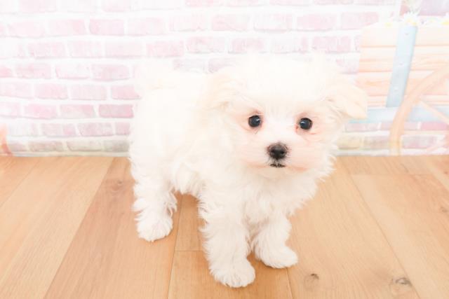 青森県のマルチーズ (Coo&RIKU青森店/2025年11月10日生まれ/女の子/ホワイト)の子犬の3枚目の画像