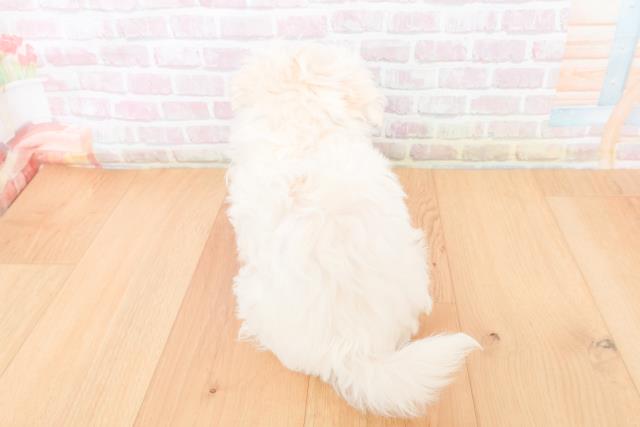 青森県のマルチーズ (Coo&RIKU青森店/2025年11月10日生まれ/女の子/ホワイト)の子犬の4枚目の画像