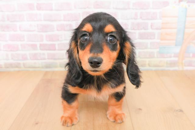 青森県のミニチュアダックスフンド(ロング) (Coo&RIKU弘前店/2025年11月10日生まれ/女の子/ブラックタン)の子犬の1枚目の画像