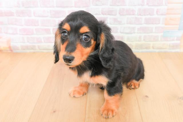 青森県のミニチュアダックスフンド(ロング) (Coo&RIKU弘前店/2025年11月10日生まれ/女の子/ブラックタン)の子犬の2枚目の画像