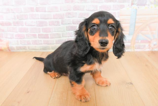 青森県のミニチュアダックスフンド(ロング) (Coo&RIKU弘前店/2025年11月10日生まれ/女の子/ブラックタン)の子犬の3枚目の画像