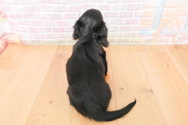 青森県のミニチュアダックスフンド(ロング) (Coo&RIKU弘前店/2025年11月10日生まれ/女の子/ブラックタン)の子犬の4枚目の画像