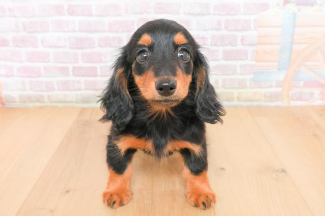 青森県のミニチュアダックスフンド(ロング) (Coo&RIKU青森店/2025年11月10日生まれ/女の子/ブラックタン)の子犬の1枚目の画像