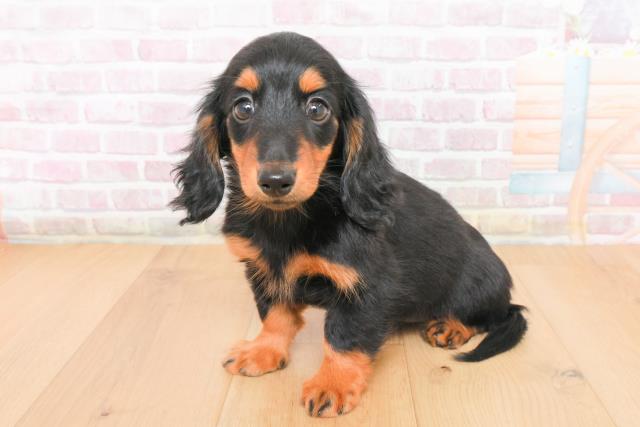 青森県のミニチュアダックスフンド(ロング) (Coo&RIKU青森店/2025年11月10日生まれ/女の子/ブラックタン)の子犬の2枚目の画像