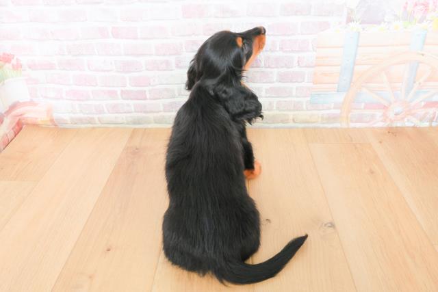 青森県のミニチュアダックスフンド(ロング) (Coo&RIKU青森店/2025年11月10日生まれ/女の子/ブラックタン)の子犬の4枚目の画像