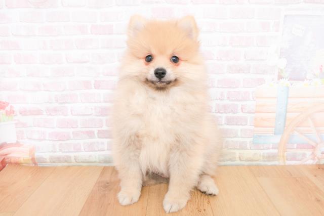 岩手県のポメラニアン (Coo&RIKU一関店/2025年11月10日生まれ/男の子/ウルフセーブル)の子犬