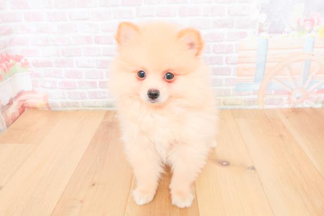 青森県のポメラニアン (Coo&RIKU八戸店/2025年11月10日生まれ/男の子/クリーム)の子犬