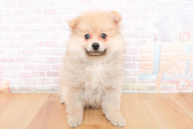 茨城県のポメラニアン (Coo&RIKU筑西店/2025年11月10日生まれ/女の子/ウルフセーブル)の子犬の1枚目の画像