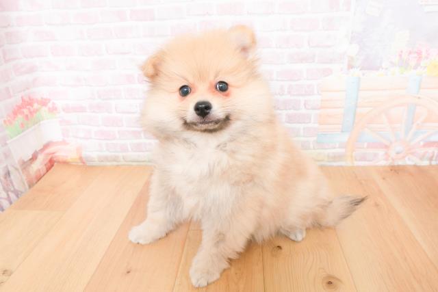 茨城県のポメラニアン (Coo&RIKU筑西店/2025年11月10日生まれ/女の子/ウルフセーブル)の子犬の2枚目の画像