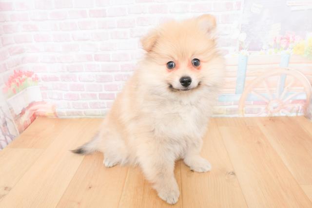 茨城県のポメラニアン (Coo&RIKU筑西店/2025年11月10日生まれ/女の子/ウルフセーブル)の子犬の3枚目の画像