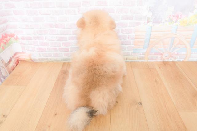 茨城県のポメラニアン (Coo&RIKU筑西店/2025年11月10日生まれ/女の子/ウルフセーブル)の子犬の4枚目の画像