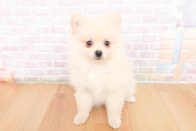 青森県のポメラニアン (Coo&RIKU弘前店/2025年11月10日生まれ/女の子/クリーム)の子犬の1枚目の画像