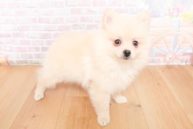 青森県のポメラニアン (Coo&RIKU弘前店/2025年11月10日生まれ/女の子/クリーム)の子犬の3枚目の画像