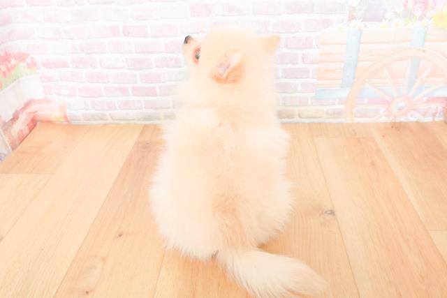 青森県のポメラニアン (Coo&RIKU弘前店/2025年11月10日生まれ/女の子/クリーム)の子犬の4枚目の画像