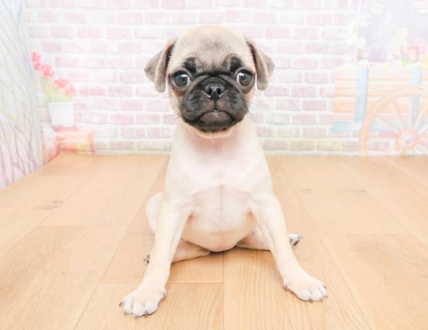 宮城県のパグ (Coo&RIKU石巻店/2025年11月12日生まれ/女の子/フォーン)の子犬の1枚目の画像