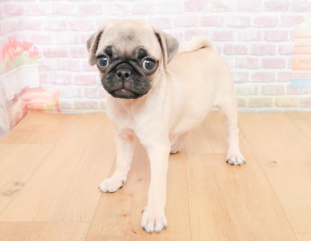 宮城県のパグ (Coo&RIKU石巻店/2025年11月12日生まれ/女の子/フォーン)の子犬の2枚目の画像