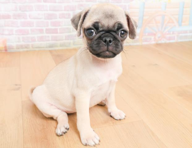 宮城県のパグ (Coo&RIKU石巻店/2025年11月12日生まれ/女の子/フォーン)の子犬の3枚目の画像