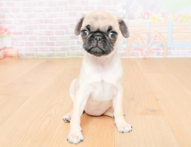 宮城県のパグ (Coo&RIKU仙台太白店/2025年11月12日生まれ/女の子/フォーン)の子犬の1枚目の画像