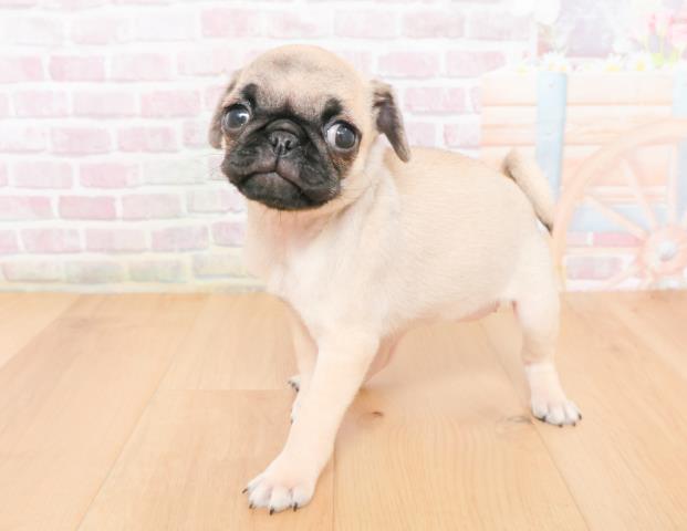 宮城県のパグ (Coo&RIKU仙台太白店/2025年11月12日生まれ/女の子/フォーン)の子犬の2枚目の画像