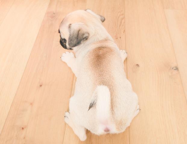 宮城県のパグ (Coo&RIKU仙台太白店/2025年11月12日生まれ/女の子/フォーン)の子犬の4枚目の画像