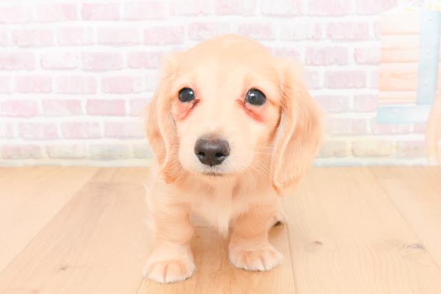 山形県のカニンヘンダックスフンド(ロング) (Coo&RIKU山形店/2025年11月13日生まれ/男の子/イエロー)の子犬