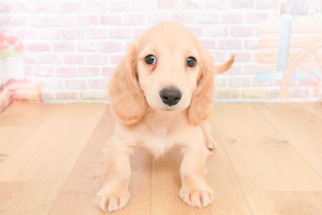 青森県のカニンヘンダックスフンド(ロング) (Coo&RIKU青森店/2025年11月13日生まれ/男の子/イエロー)の子犬の1枚目の画像