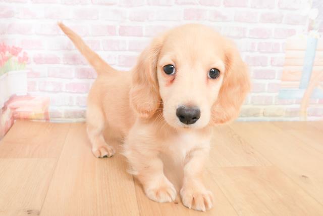 青森県のカニンヘンダックスフンド(ロング) (Coo&RIKU青森店/2025年11月13日生まれ/男の子/イエロー)の子犬の3枚目の画像