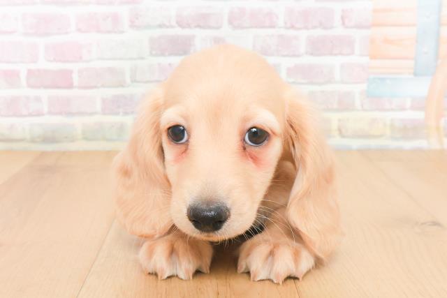 宮城県のカニンヘンダックスフンド(ロング) (Coo&RIKU仙台太白店/2025年11月13日生まれ/男の子/イエロー)の子犬の1枚目の画像