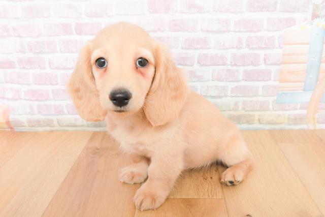 宮城県のカニンヘンダックスフンド(ロング) (Coo&RIKU仙台太白店/2025年11月13日生まれ/男の子/イエロー)の子犬の2枚目の画像